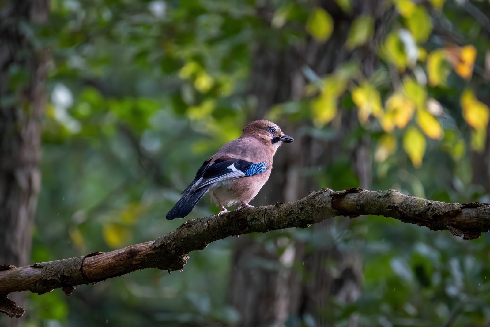 Bird Watching and Hornbill Spotting Dandeli