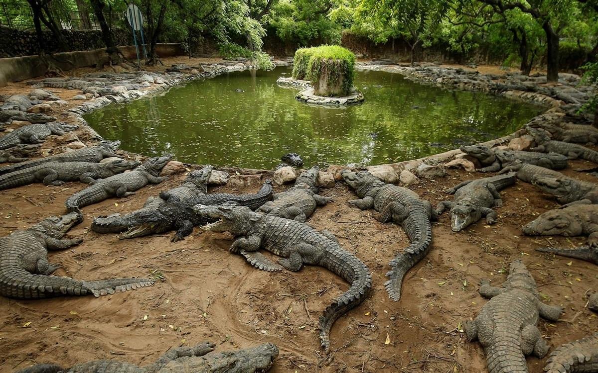 Dandeli Crocodile Park along Kali River