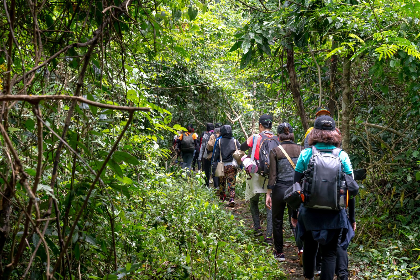 Nature Jungle Trekking Trails Dandeli